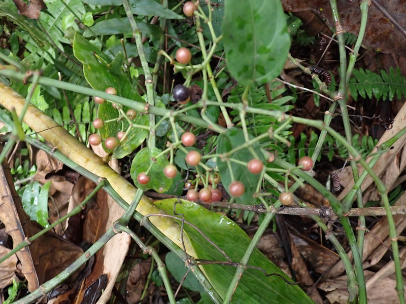 Cissus leonardii photo 2