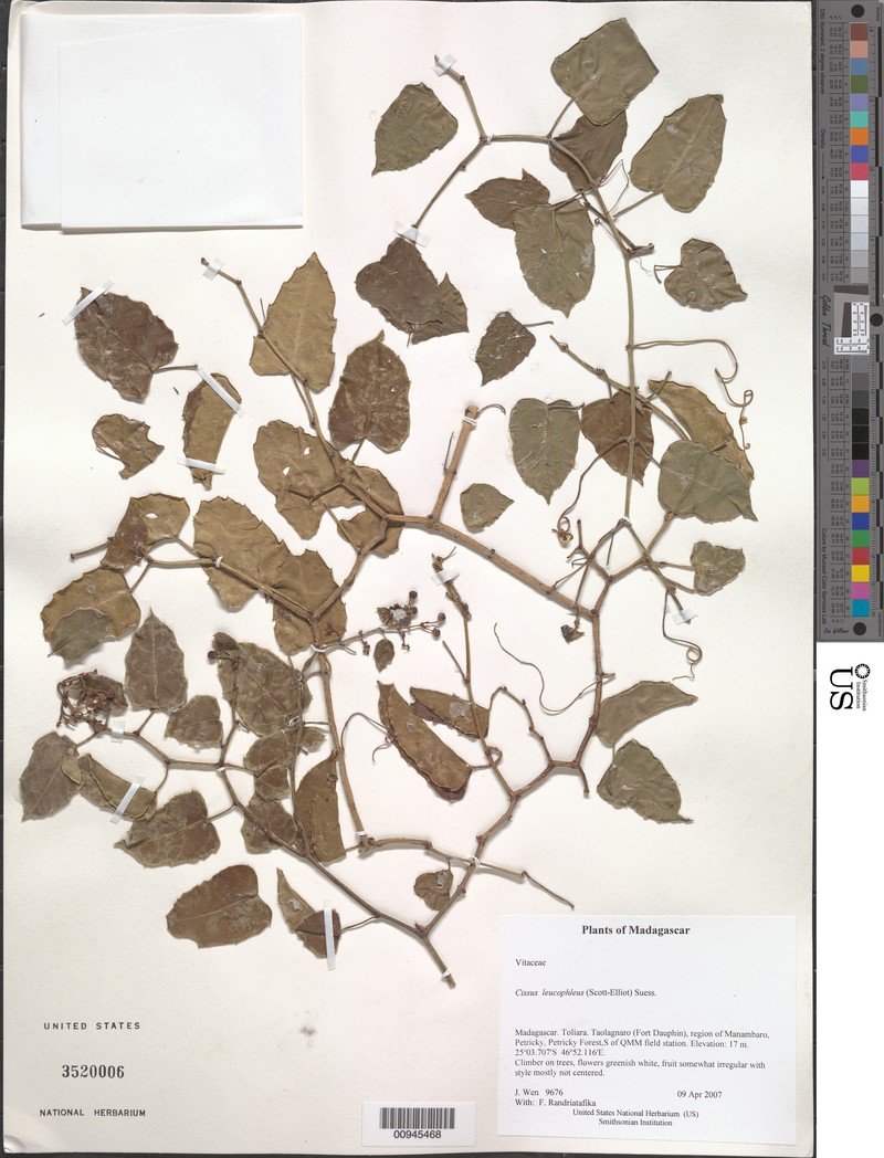 Cissus leucophlea