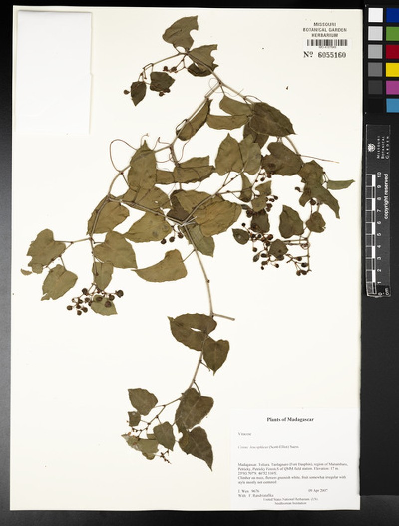 Cissus leucophlea photo 2