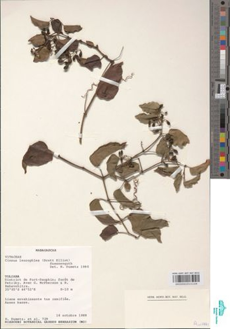 Cissus leucophlea photo 3