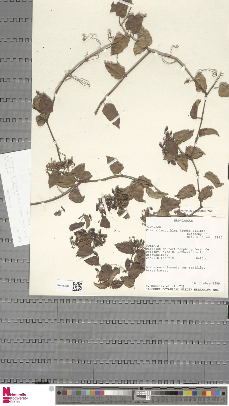 Cissus leucophlea photo 4