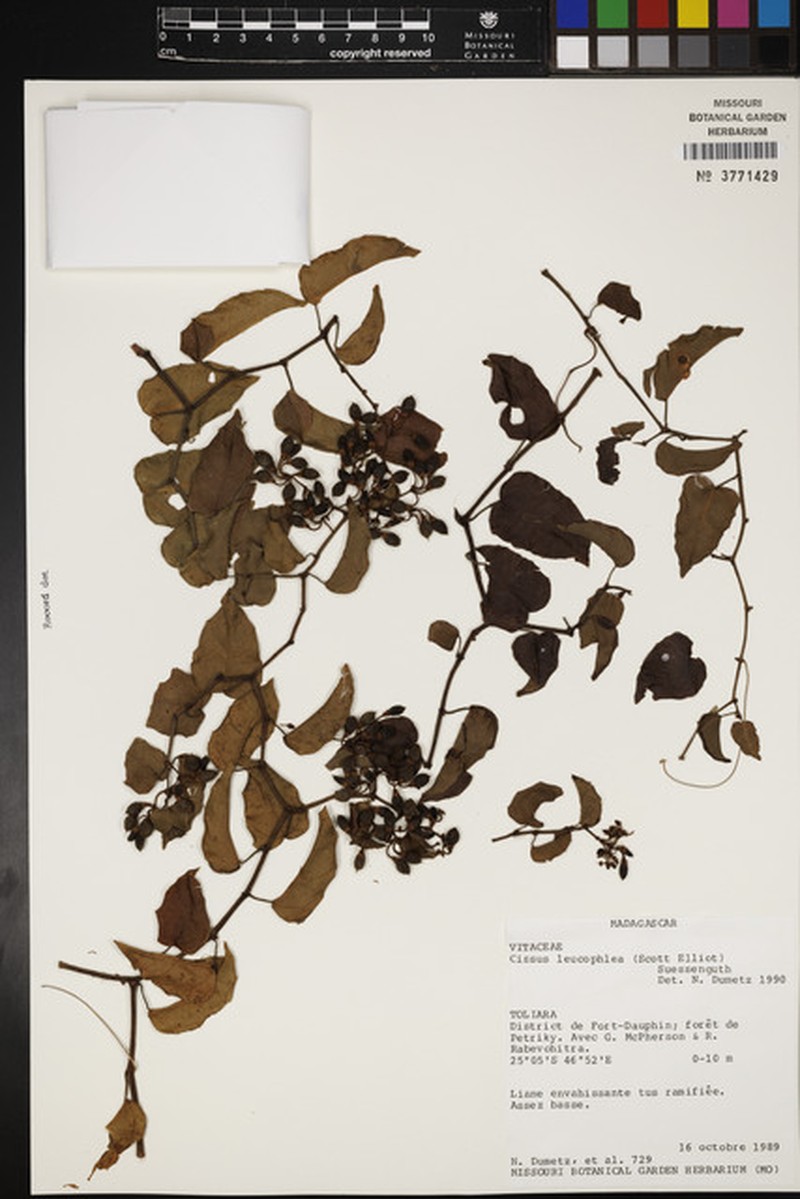 Cissus leucophlea photo 5