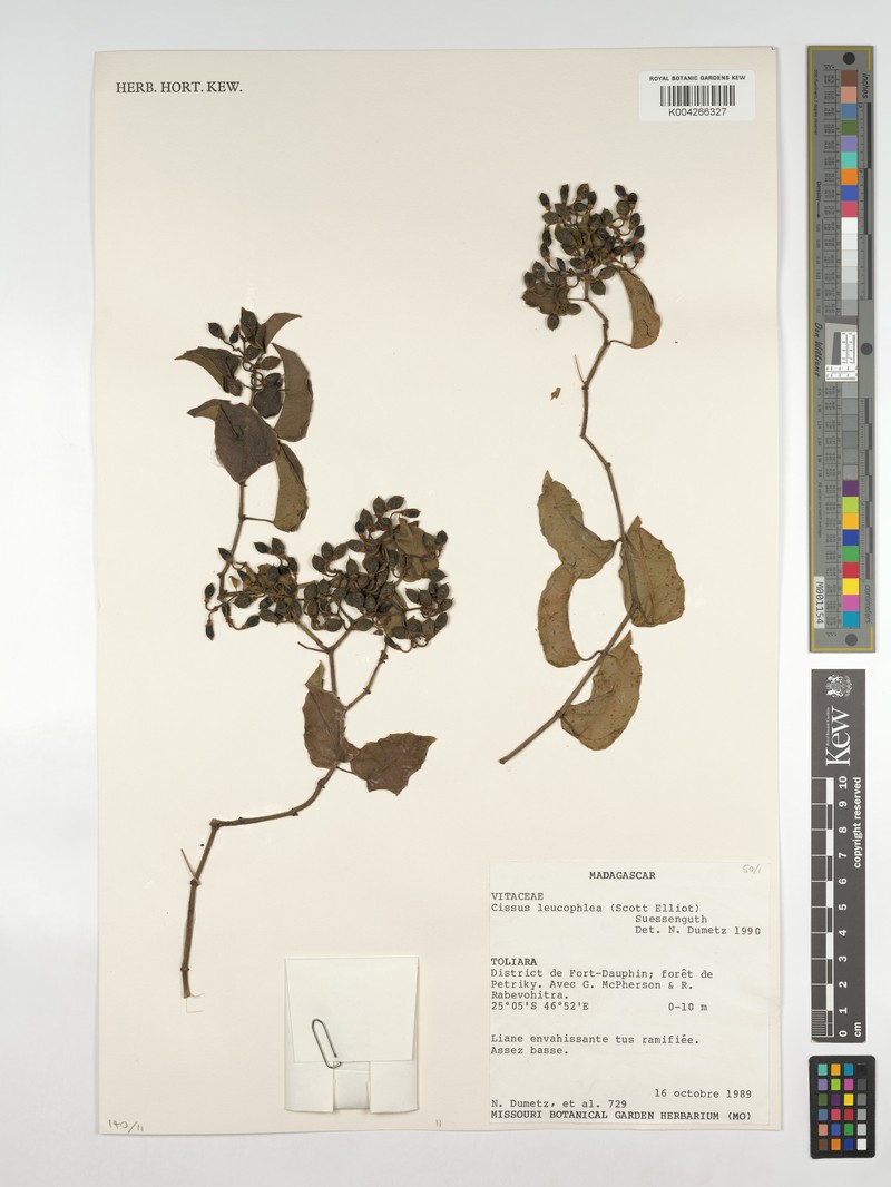 Cissus leucophlea photo 6