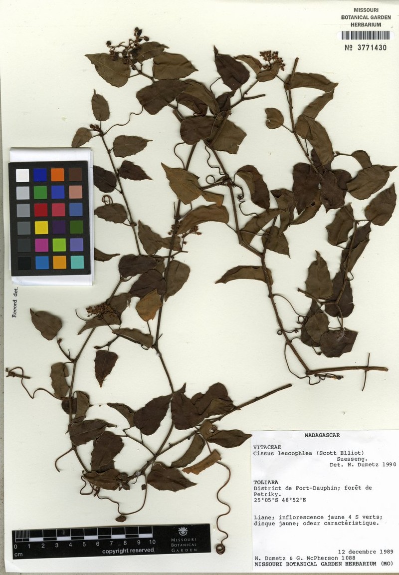 Cissus leucophlea photo 7