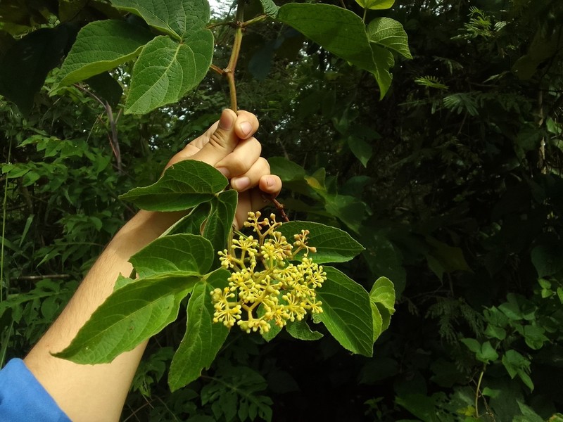 Cissus lombardiana