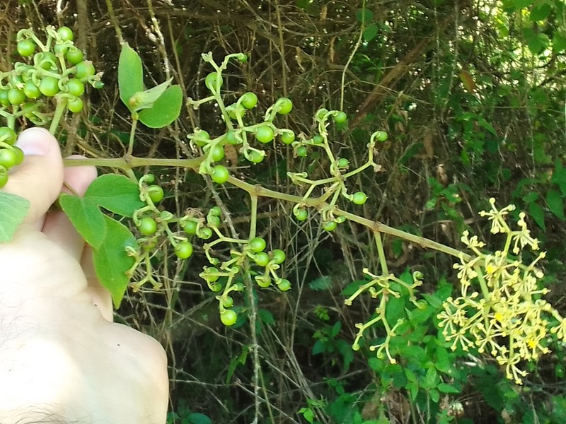 Cissus lombardiana photo 2