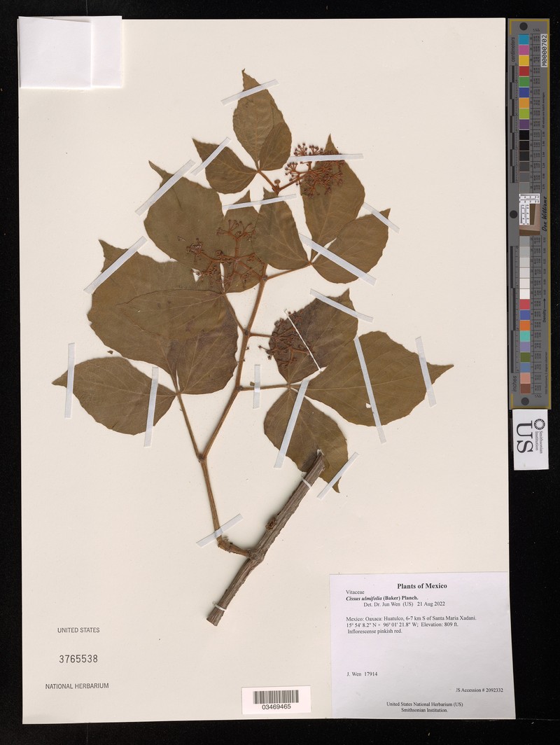 Cissus lombardiana photo 3