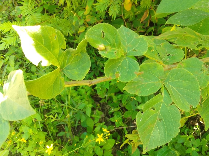 Cissus lombardiana photo 4