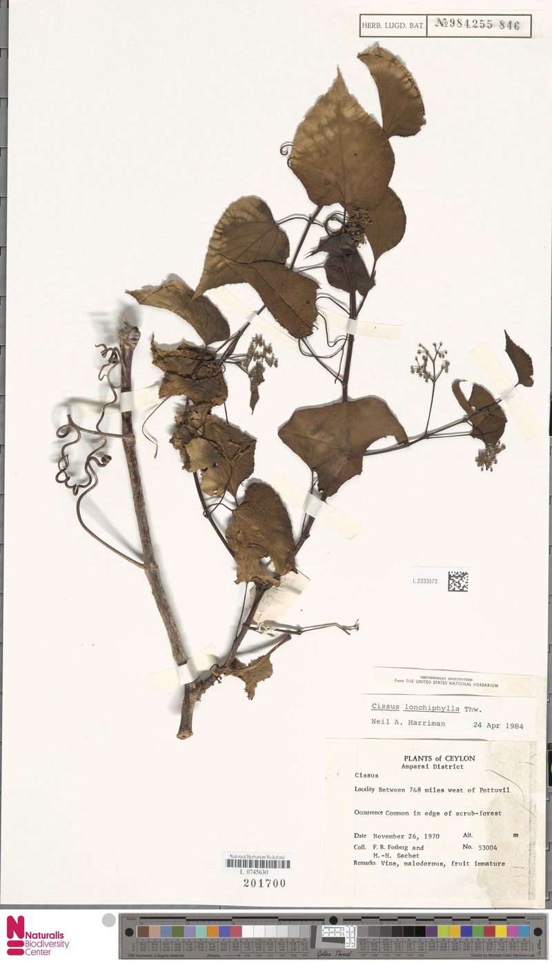 Cissus lonchiphylla
