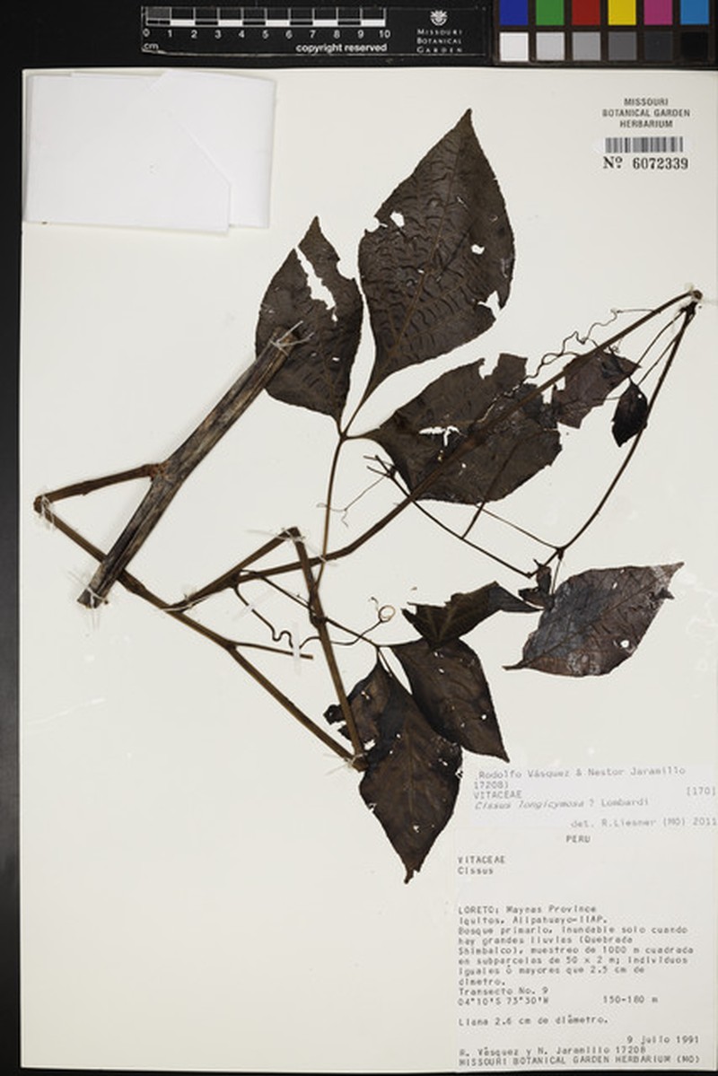 Cissus longicymosa