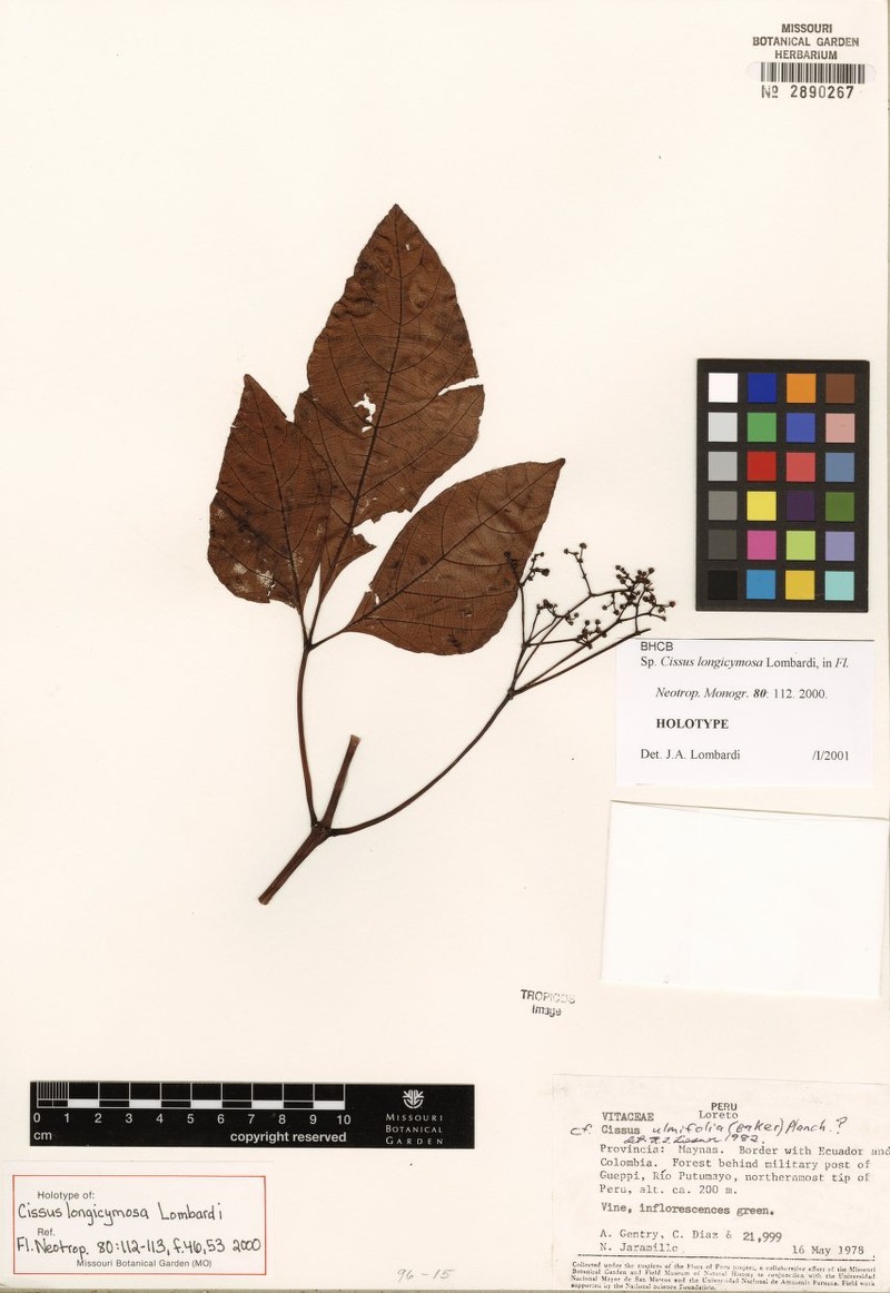 Cissus longicymosa photo 2
