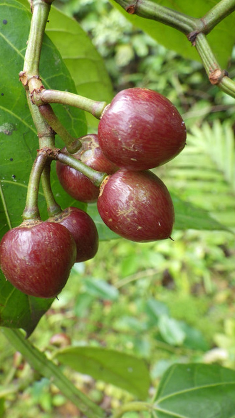 Cissus louisii