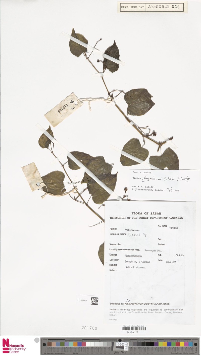 Cissus luzoniensis