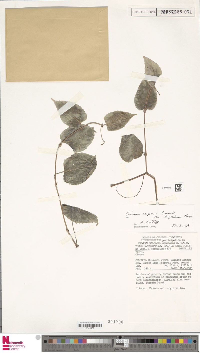 Cissus luzoniensis photo 2