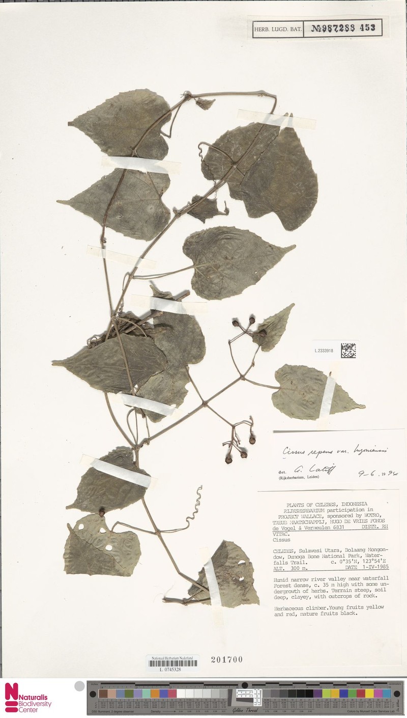 Cissus luzoniensis photo 3