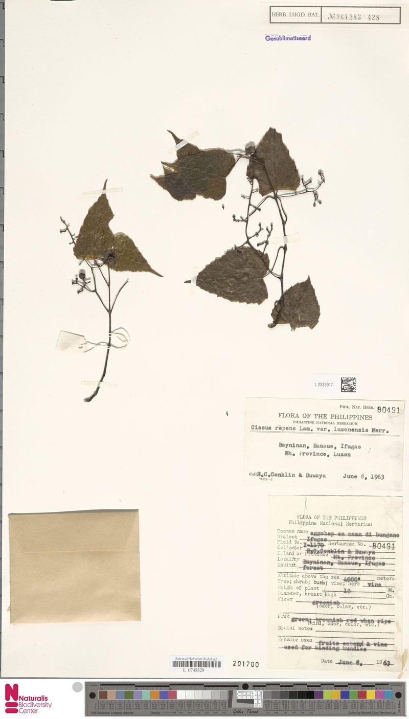 Cissus luzoniensis photo 4