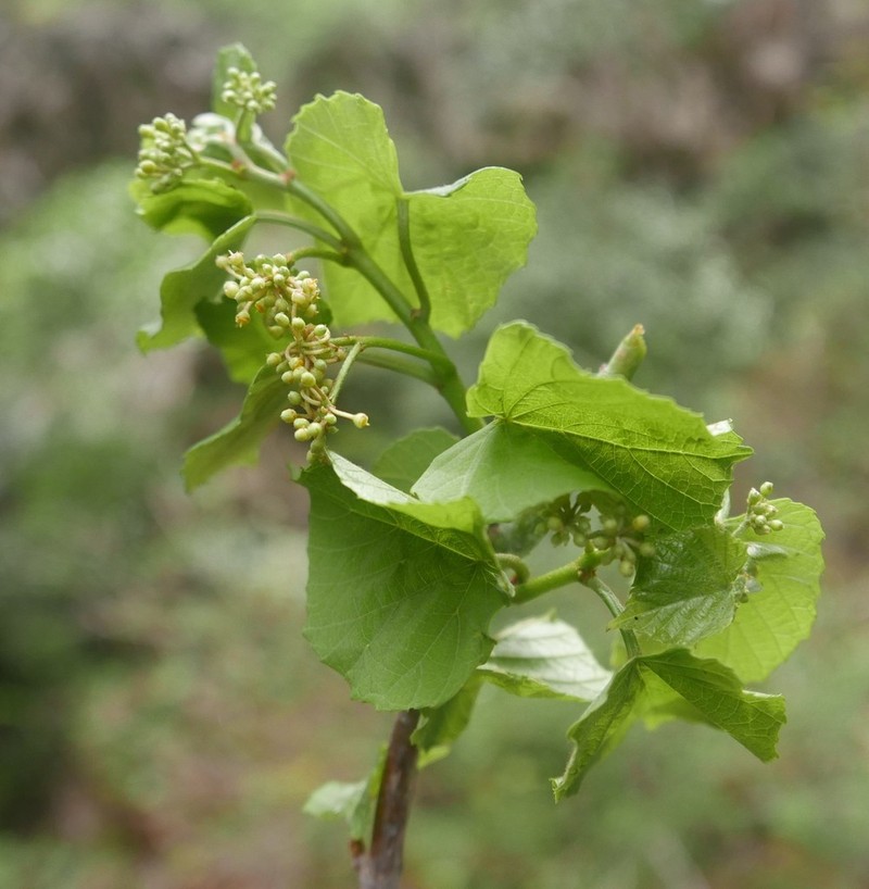 Cissus madecassa