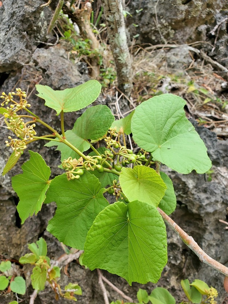 Cissus madecassa photo 3