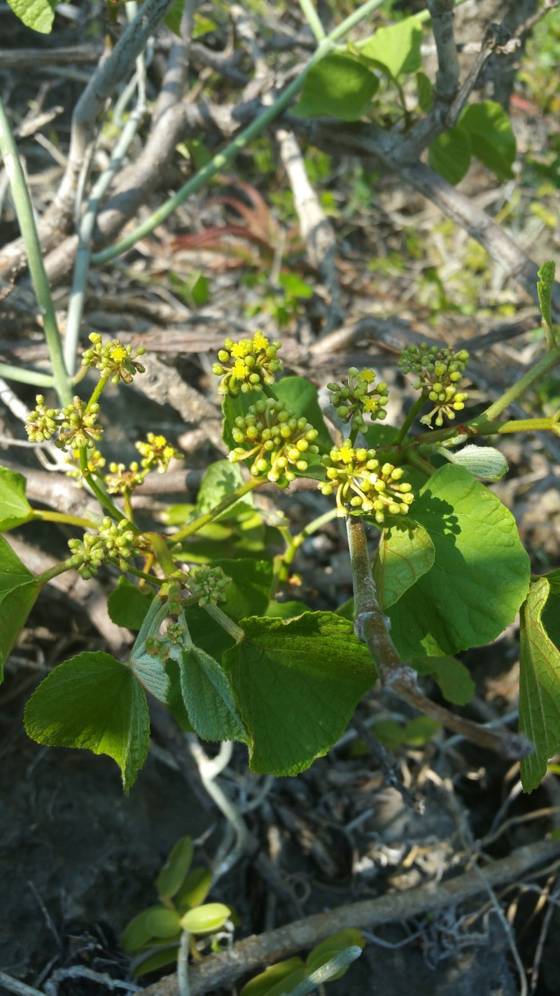 Cissus madecassa photo 5