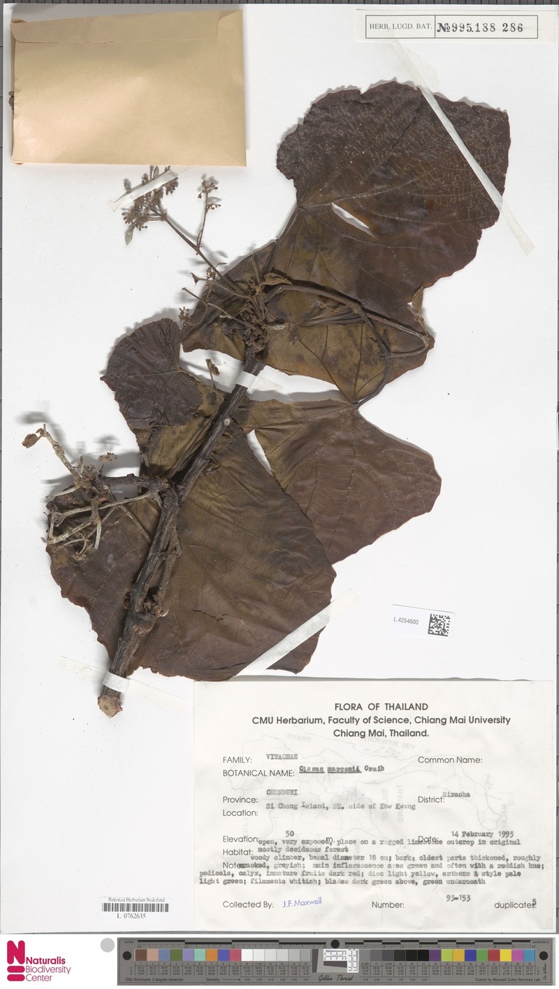 Cissus marcanii
