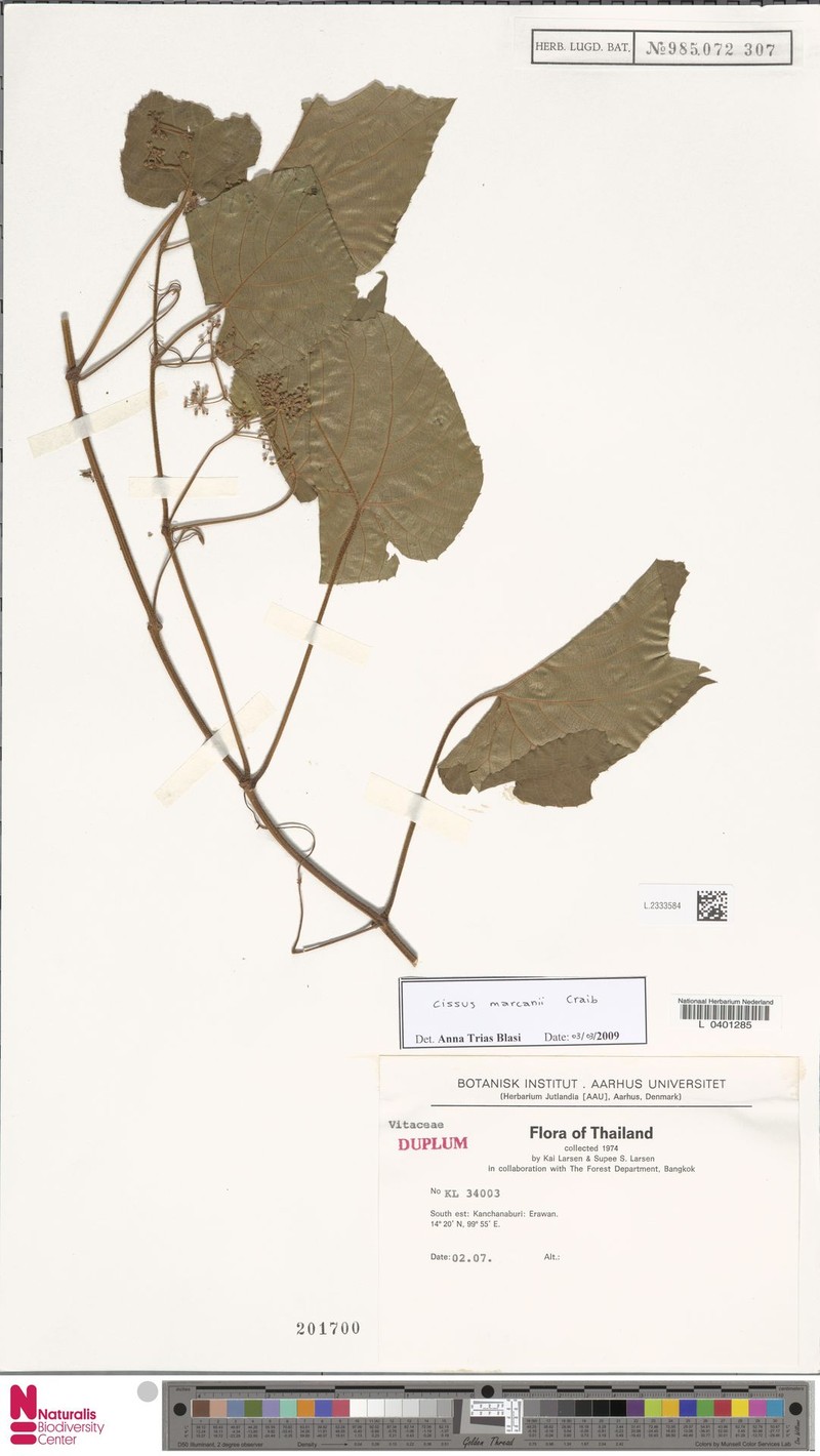 Cissus marcanii photo 2