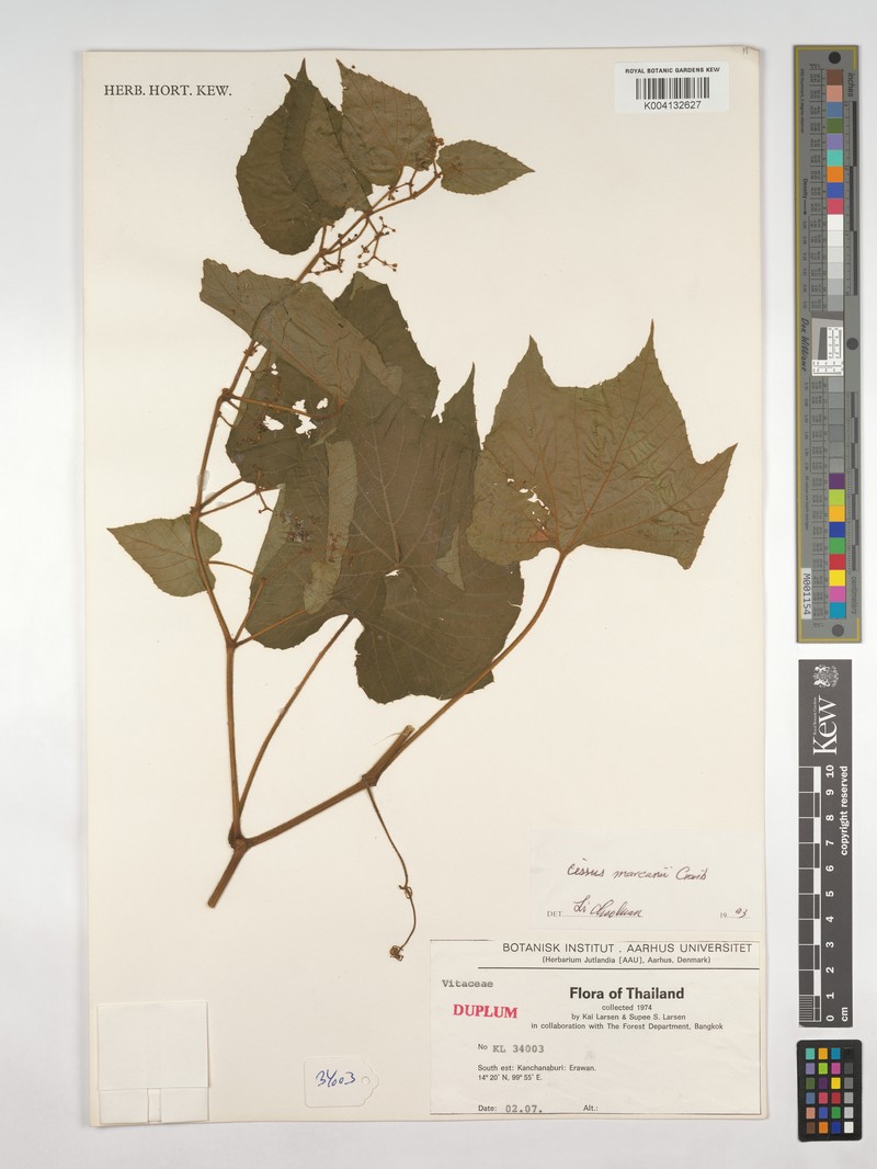 Cissus marcanii photo 3