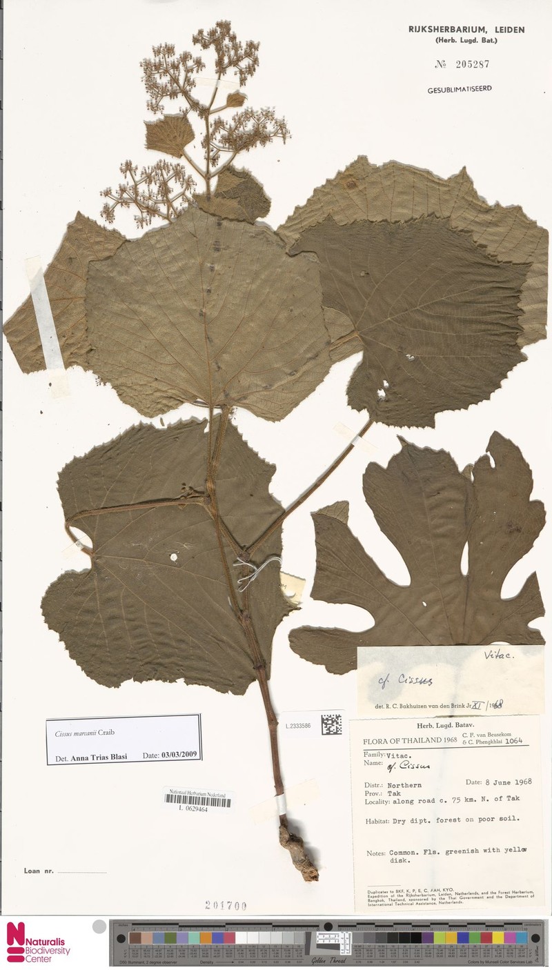 Cissus marcanii photo 4