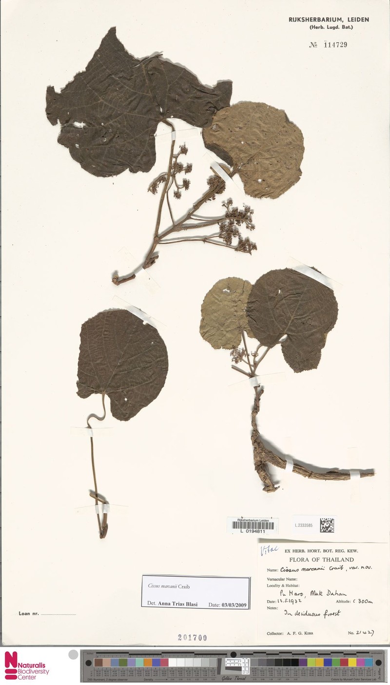 Cissus marcanii photo 5