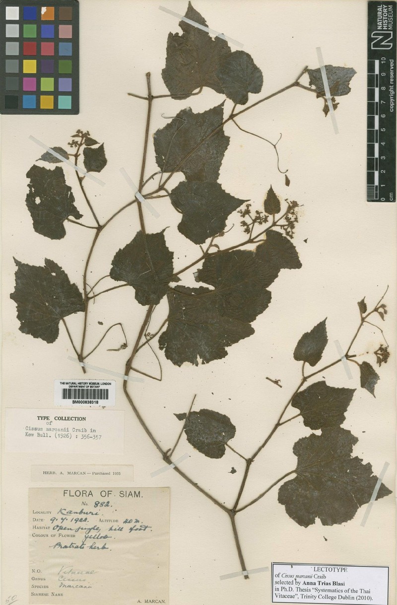 Cissus marcanii photo 6