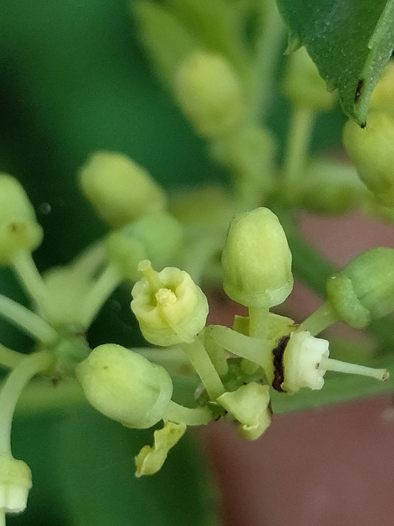 Cissus mexicana