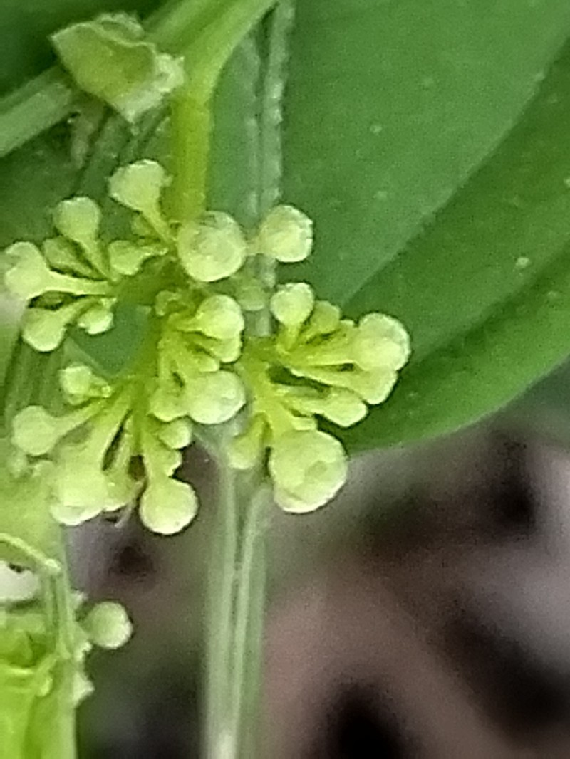 Cissus mexicana photo 2