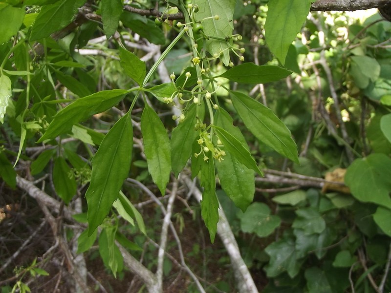 Cissus mexicana photo 3