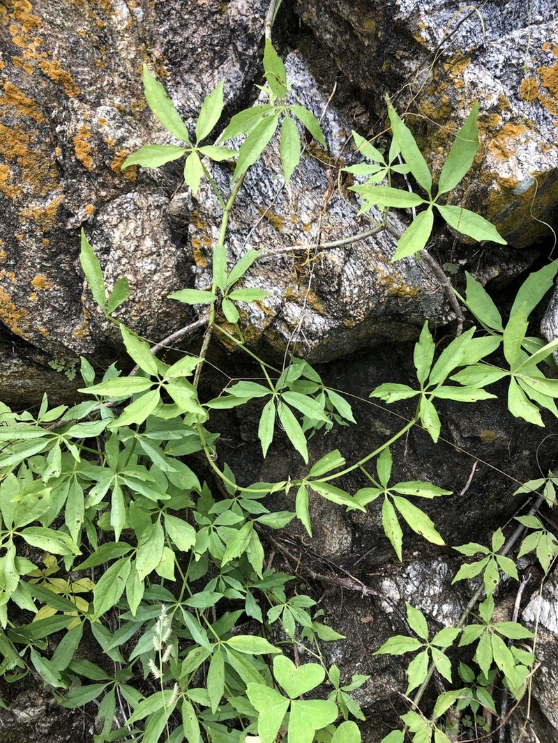 Cissus mexicana photo 4