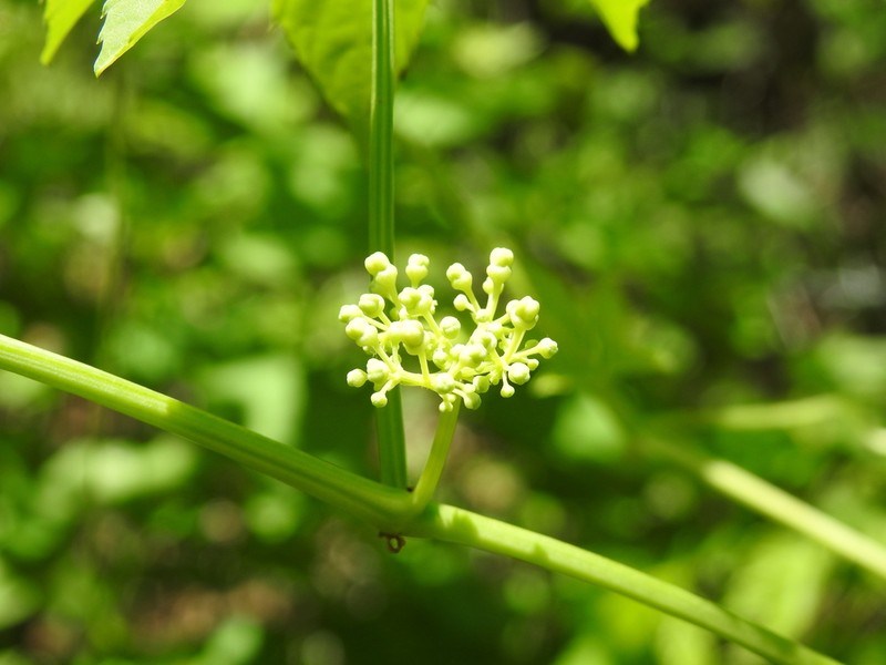 Cissus mexicana photo 5