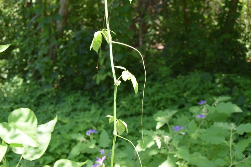 Cissus mexicana photo 6