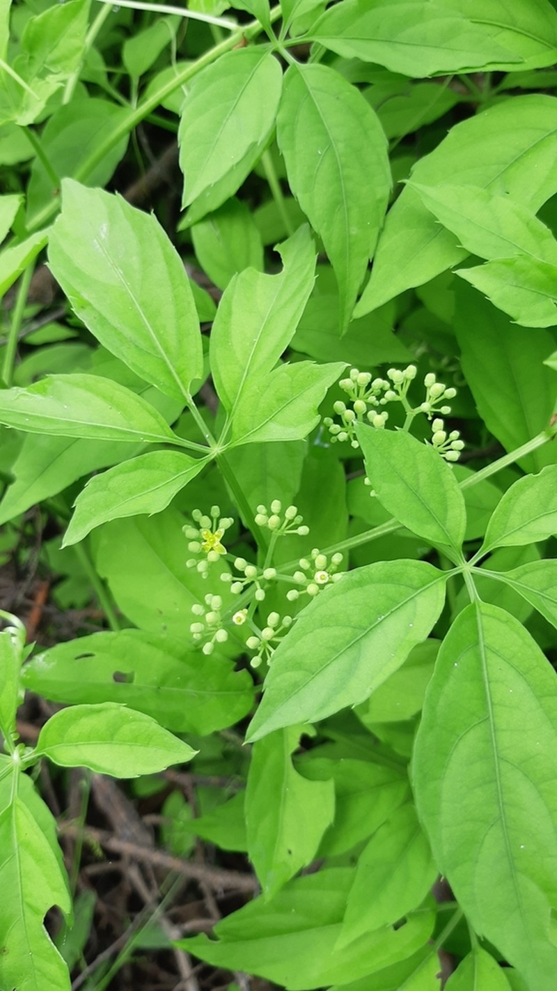 Cissus mexicana photo 7