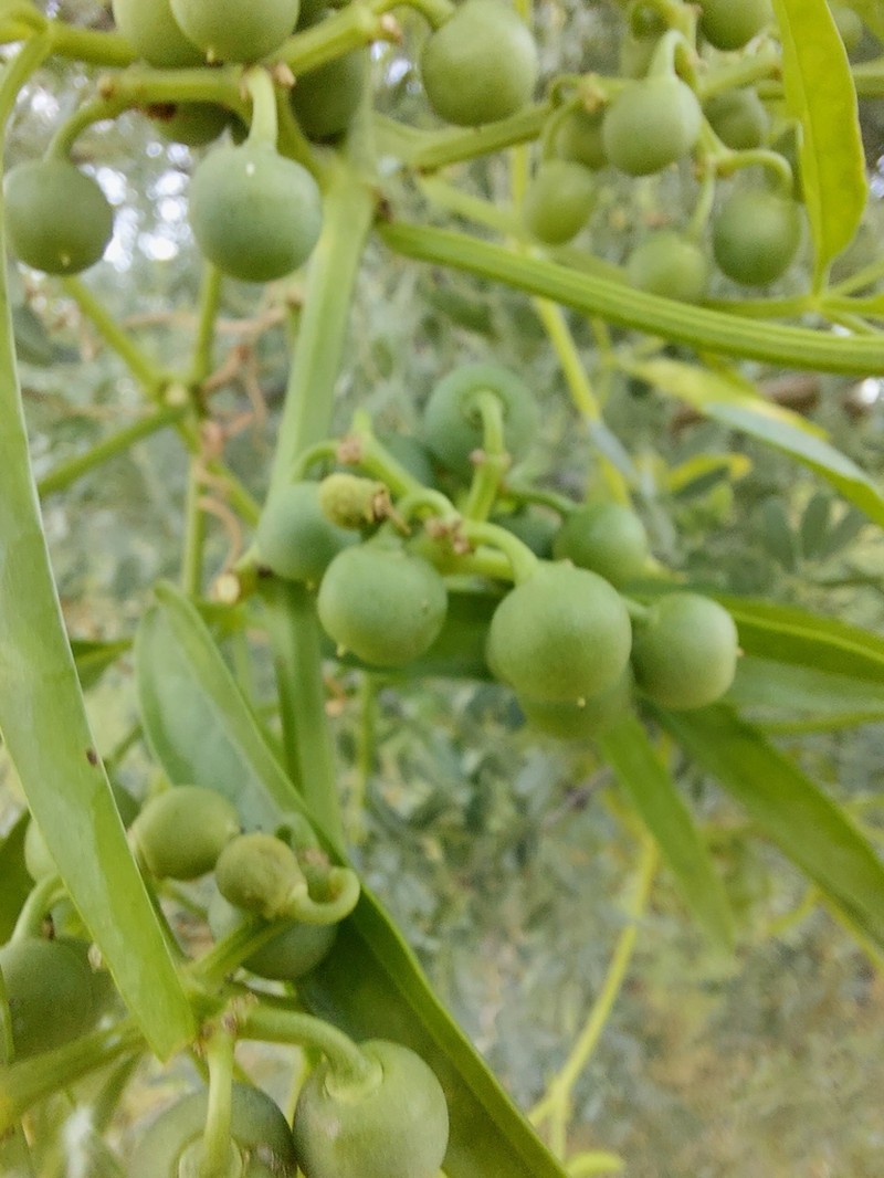 Cissus mexicana photo 8