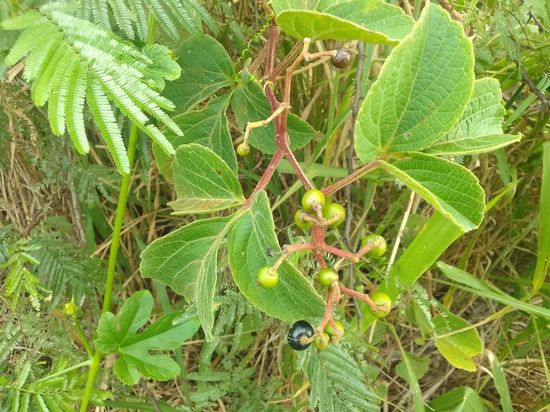 Cissus microcarpa photo 2