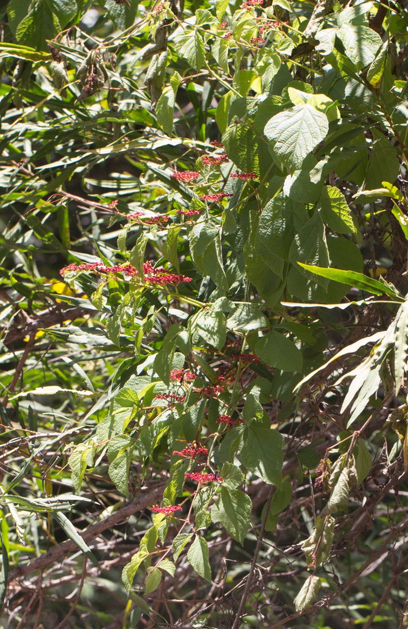 Cissus microcarpa photo 3