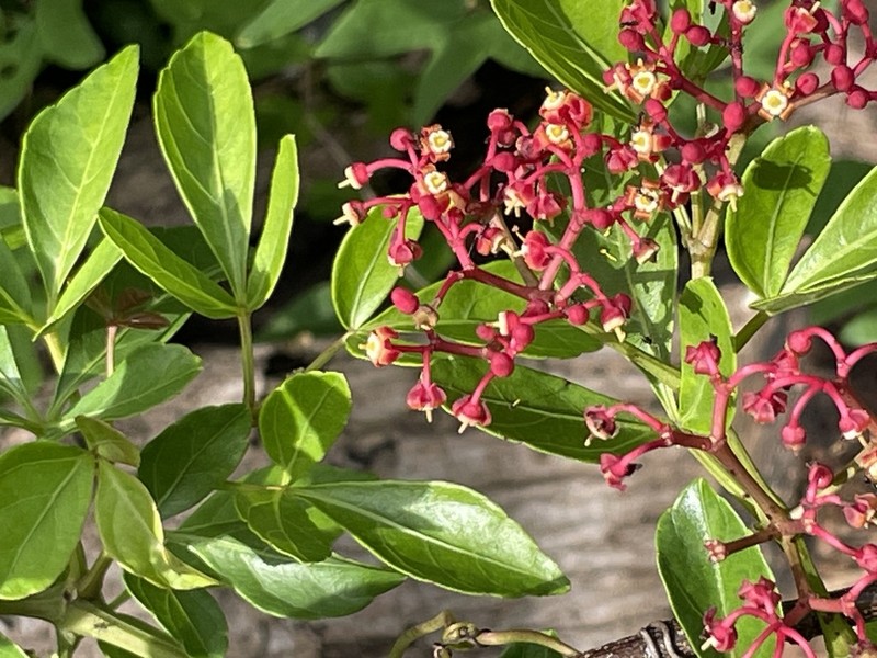Cissus microcarpa photo 4