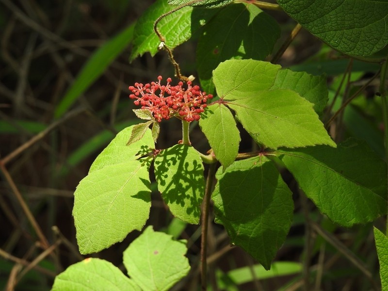 Cissus microcarpa photo 5