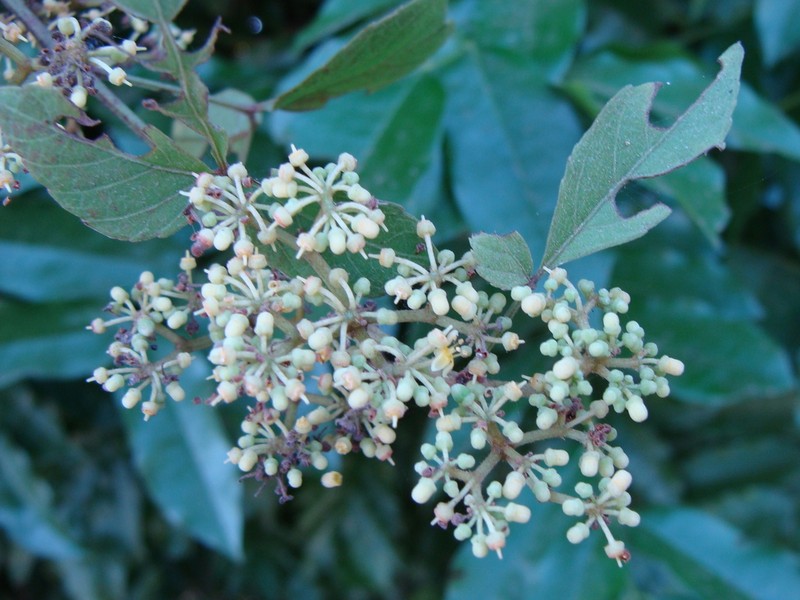 Cissus microcarpa photo 6