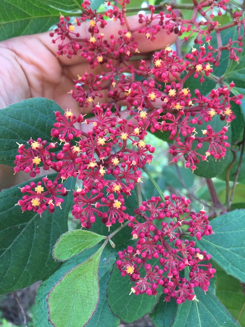 Cissus microcarpa photo 7