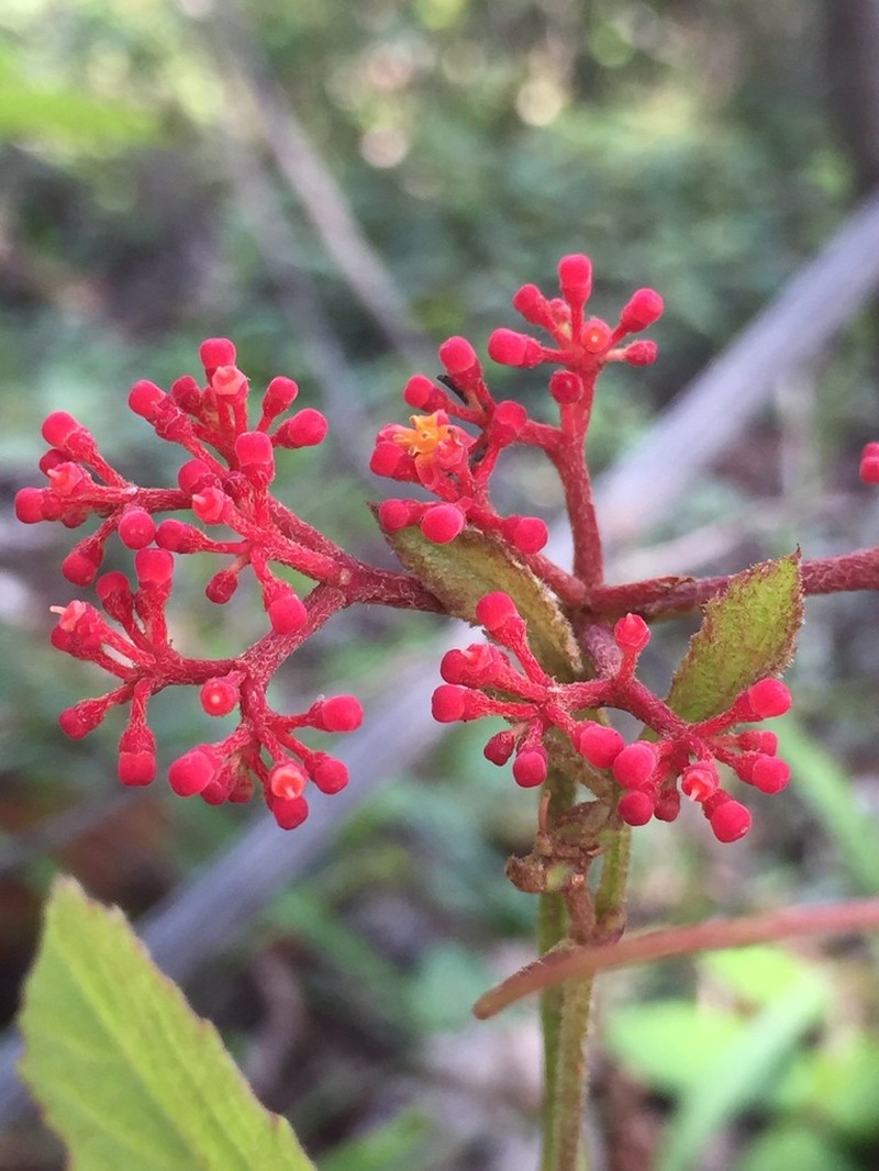 Cissus microcarpa photo 8