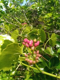 Cissus microdonta