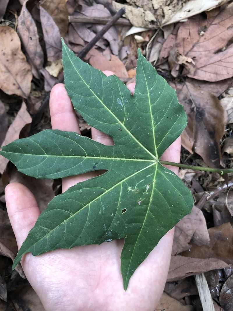 Cissus microdonta photo 2