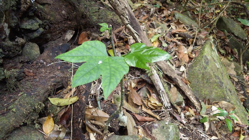 Cissus microdonta photo 3