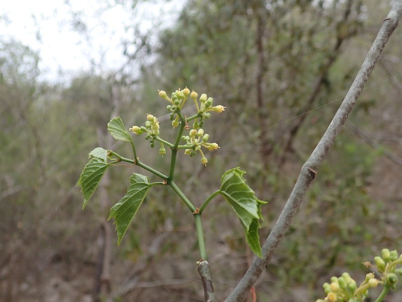 Cissus microdonta photo 4
