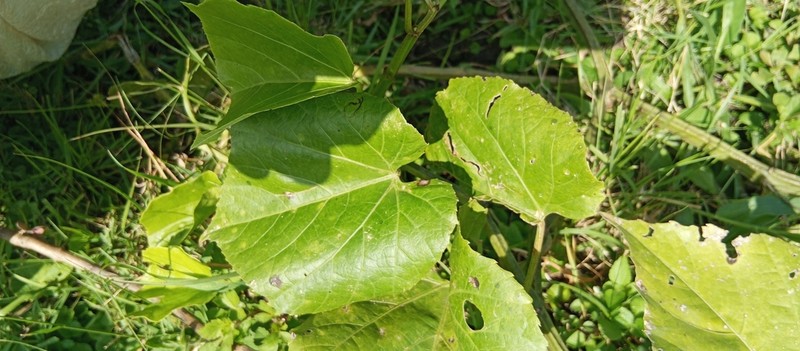 Cissus microdonta photo 5