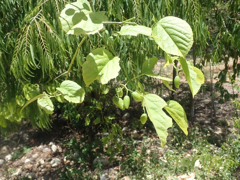 Cissus microdonta photo 6